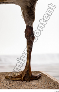 Greater white-fronted goose Anser albifrons leg 0021.jpg